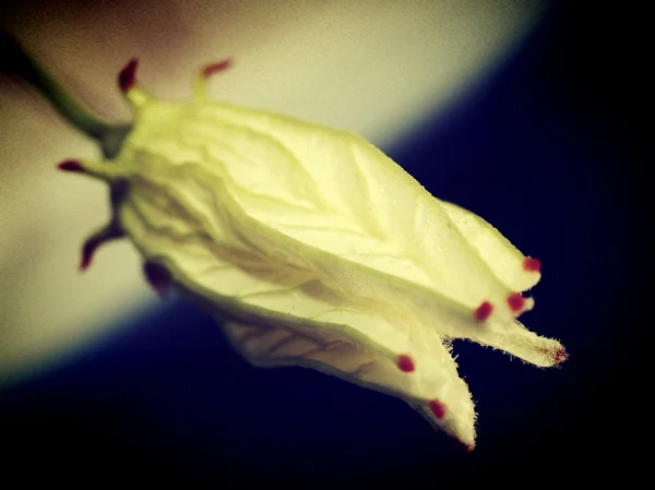 Hermosa flor en estilo vintage y editar por imágenes de filtro — Foto de Stock