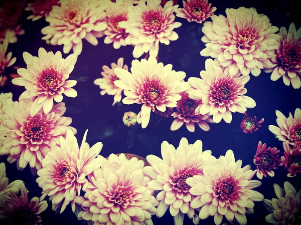 Krásné květiny v přírodě upravit filtrované obrazy — Stock fotografie