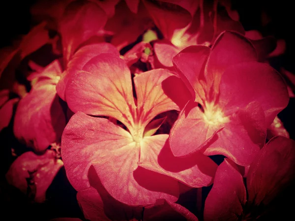 Mooie bloem in de natuur bewerken door gefilterde beelden — Stockfoto