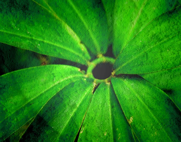 Feuille texture feuilles fond — Photo