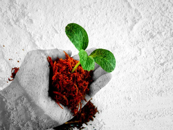 Mano sosteniendo pequeño árbol — Foto de Stock