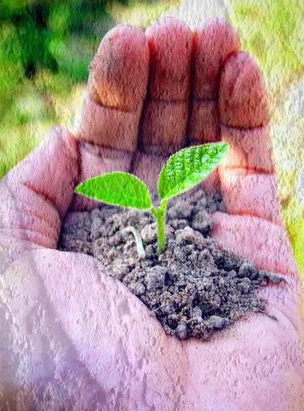 Hand houden van kleine boom — Stockfoto