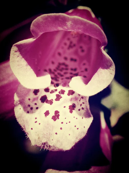自然で美しい花をフィルターされた画像を編集します。 — ストック写真