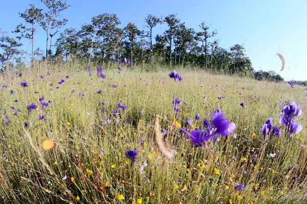 Beautiful wild  flower in ubonratchathani , thailand — Stock Photo, Image