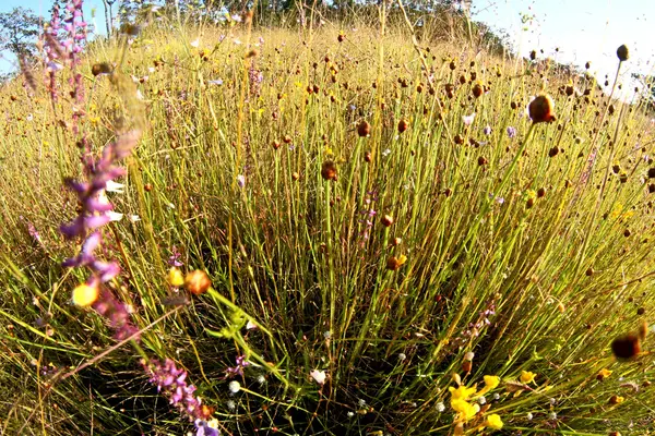 Beautiful wild  flower in ubonratchathani , thailand — Stock Photo, Image