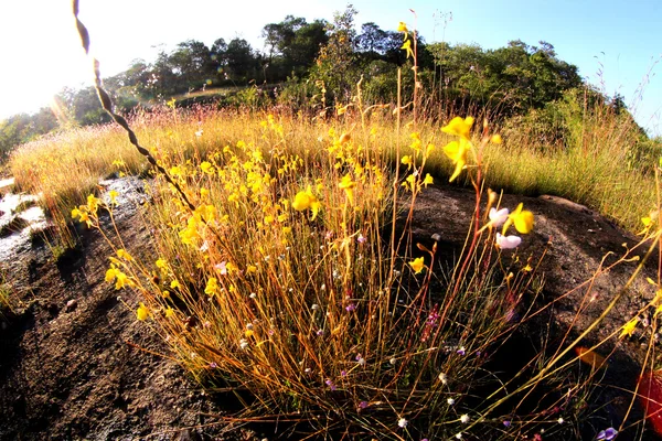 Beautiful wild  flower in ubonratchathani , thailand — Stock Photo, Image