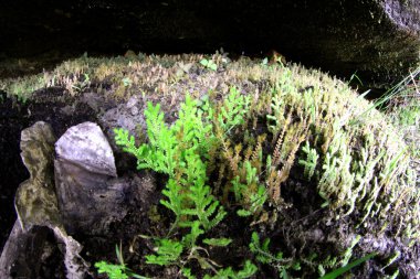 Güzel kır çiçeği ubonratchathani, Tayland