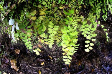 Güzel kır çiçeği ubonratchathani, Tayland
