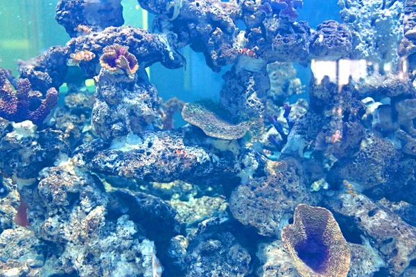 Acuario de peces en Srisaket, Tailandia —  Fotos de Stock