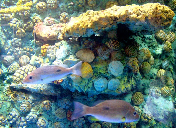 シサケート、タイの魚水族館 — ストック写真