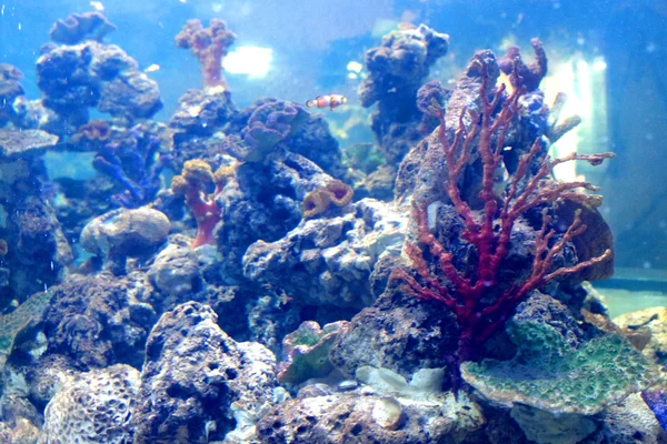 Acuario de peces en Srisaket, Tailandia —  Fotos de Stock