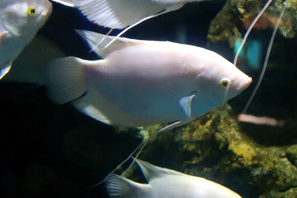 Fish Aquarium in Srisaket , Thailand — Stock Photo, Image