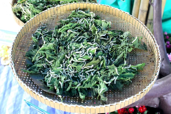 Baco da seta mangiare gelso foglia verde — Foto Stock