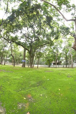 Orman ağaçları taslakları ve moss