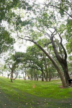 Orman ağaçları taslakları ve moss