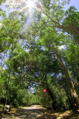 Tadton şelale Milli Parkı Chaiyaphum, Tayland at