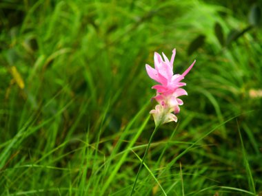 Siam Lale çiçek Pa Hin Ngam Milli Parkı, Chaiyaphum, Thail
