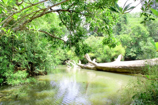 深い森川 kaeng ラム ウボンラチャタニ、タイの段 — ストック写真