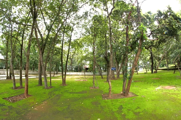 林木树钉和苔藓 — 图库照片