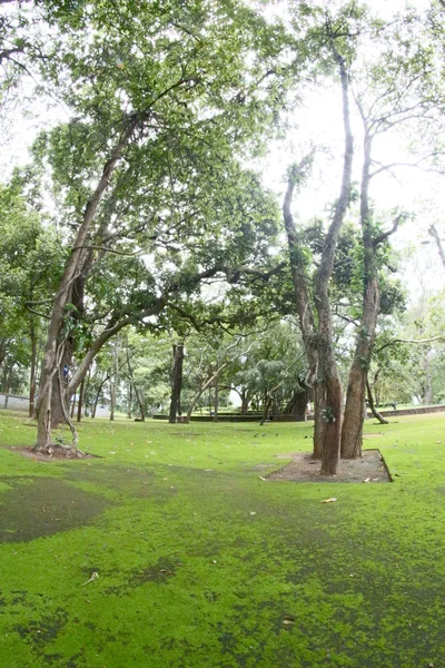 Tallos de árboles forestales y musgo — Foto de Stock