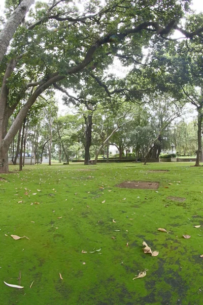 Orman ağaçları taslakları ve moss — Stok fotoğraf