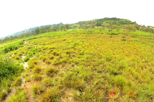 Siam tulipán virág Pa Hin Ngam Nemzeti Park, Chaiyaphum, thai, munkavállalók — Stock Fotó