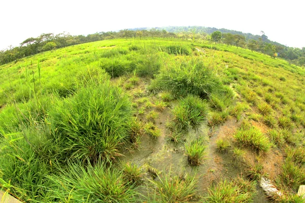 Siam tulipán virág Pa Hin Ngam Nemzeti Park, Chaiyaphum, thai, munkavállalók — Stock Fotó