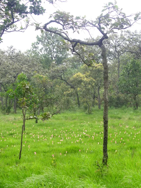 Siam tulipán virág Pa Hin Ngam Nemzeti Park, Chaiyaphum, thai, munkavállalók — Stock Fotó