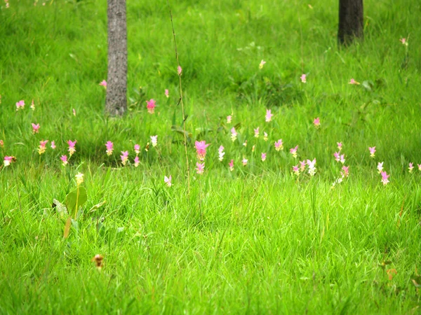 Siam Lale çiçek Pa Hin Ngam Milli Parkı, Chaiyaphum, Thail — Stok fotoğraf