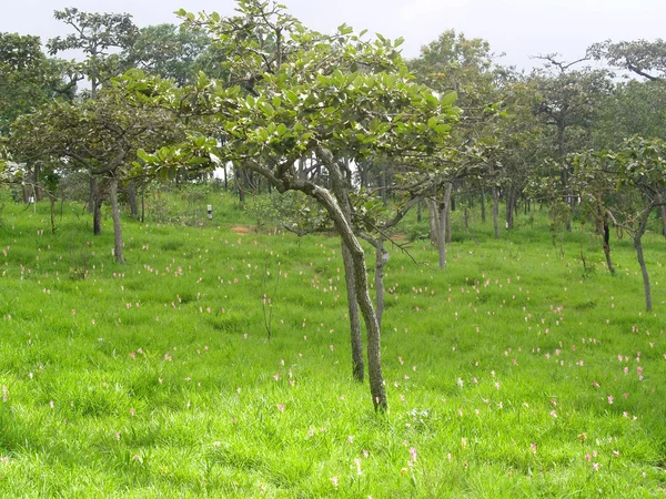 Siam tulipán virág Pa Hin Ngam Nemzeti Park, Chaiyaphum, thai, munkavállalók — Stock Fotó