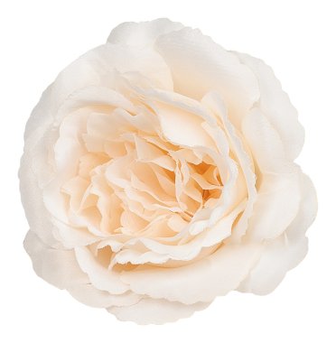 Yapay gül çiçek. Beyaz izole