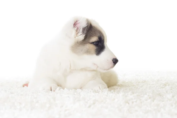 Shepherd puppy close up — Stock Photo, Image