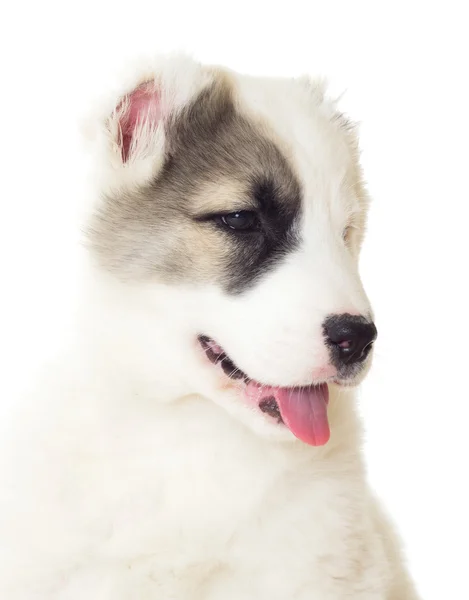 Shepherd puppy close up — Stock Photo, Image