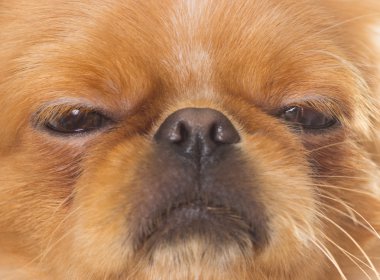 Fino namlu, yakın çekim