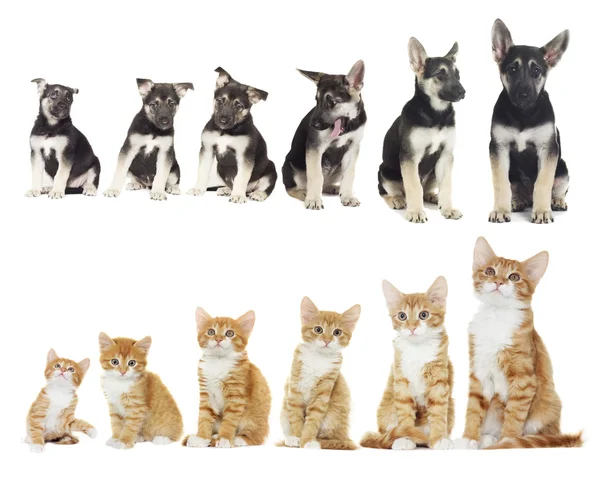 Chatons et chiots en croissance — Photo