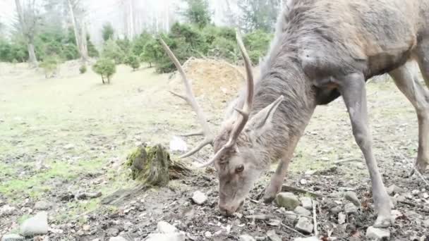 Deer animal standing in forest — Stock Video