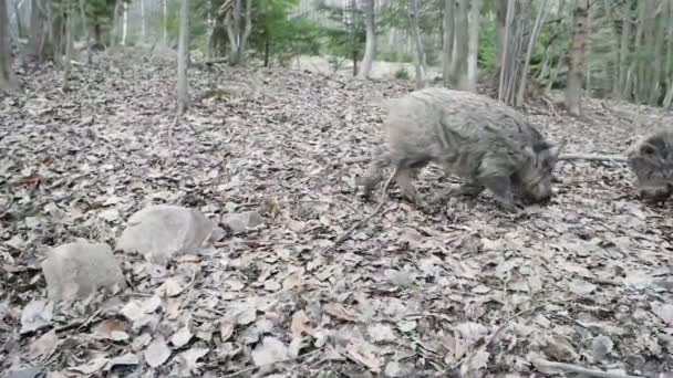 Wilde zwijnen in bos — Stockvideo