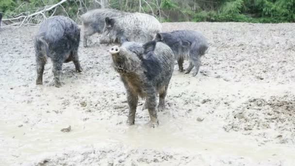 Wild boars in forest — Stock Video