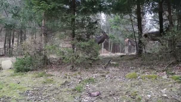 Kudde herten in het bos — Stockvideo