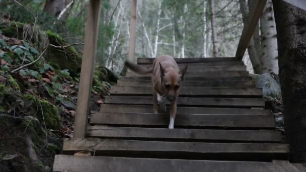 Собака ходит по лестнице — стоковое видео