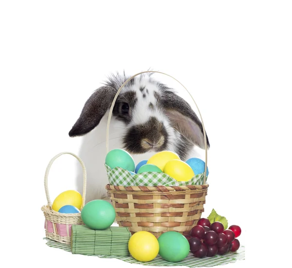 Easter rabbit with Easter eggs — Stock Photo, Image