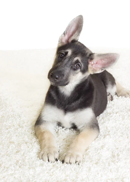 German Shepherd puppy — Stock Photo, Image