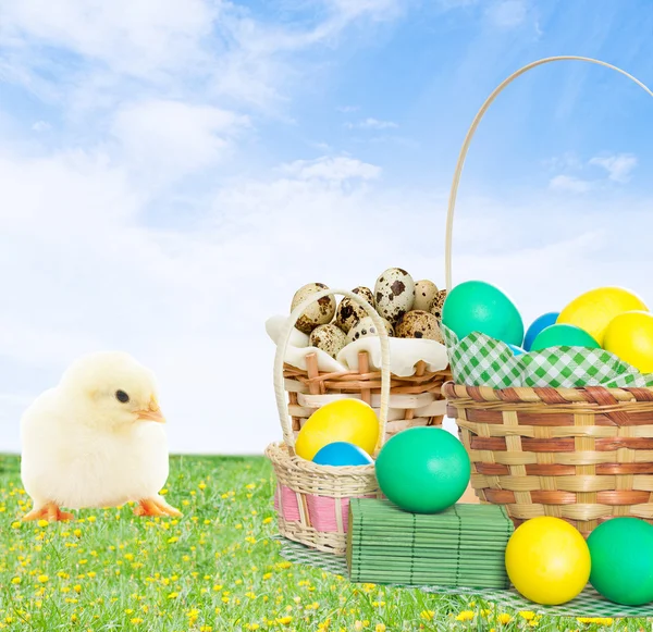 Chicken and Easter basket — Stock Photo, Image