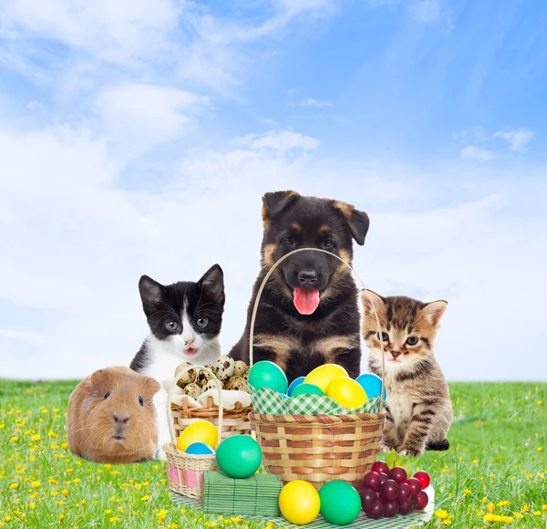 Huisdieren en Easter basket — Stockfoto