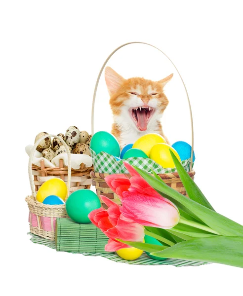Kattunge och påsk korg — Stockfoto