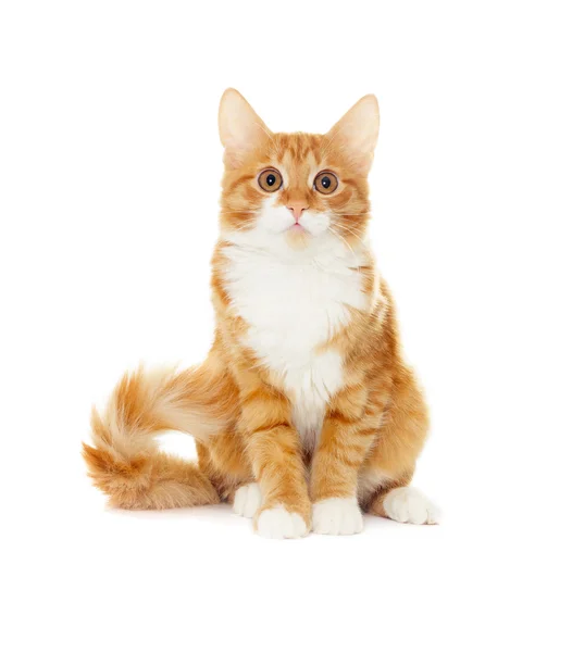 Рыжая кошка в полный рост — стоковое фото