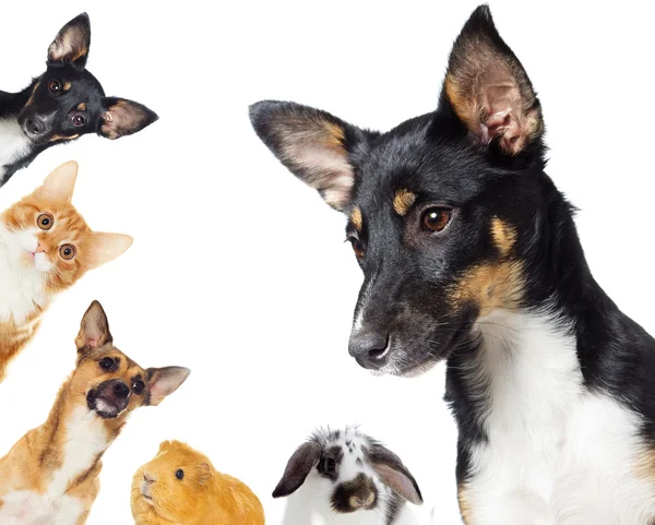 Group of pets peeking — Stock Photo, Image