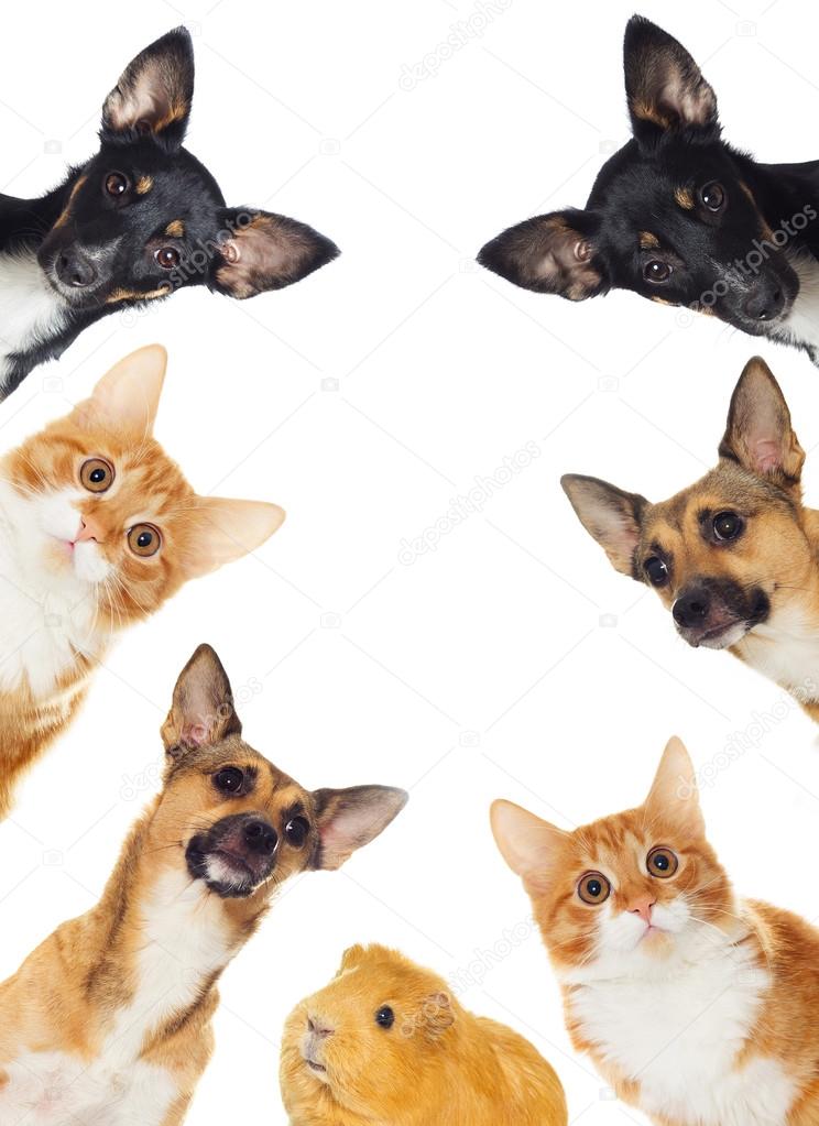 Group of pets peeking