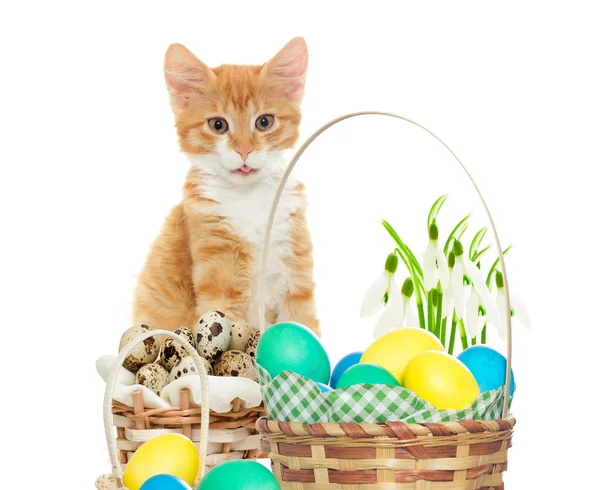 Kitten and Easter set — Stock Photo, Image