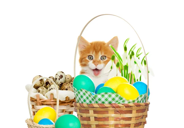 Kitten and Easter set — Stock Photo, Image